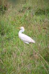 Bubulcus ibis