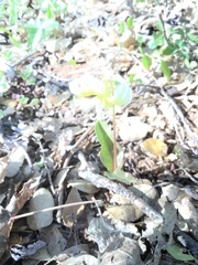 Erythronium multiscapideum