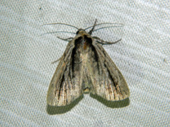 Sympistis badistriga