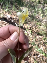 Erythronium multiscapideum
