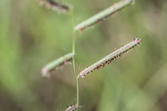 Paspalum denticulatum