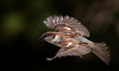 Passer domesticus