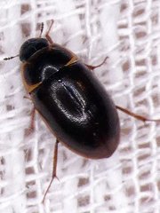 Enochrinae