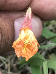 Oenothera pubescens
