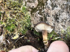 Lactarius fallax