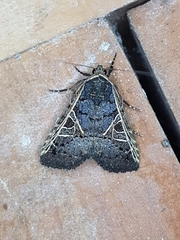 Elaphria callopistrica