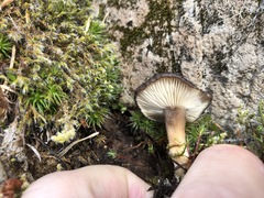 Lactarius fallax