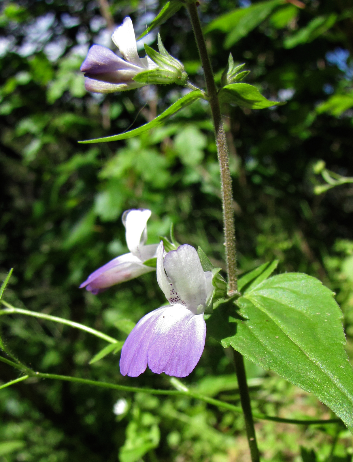 Collinsia multicolor