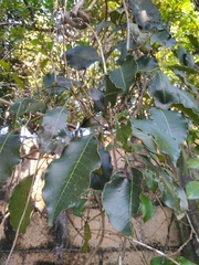 Metopium brownei