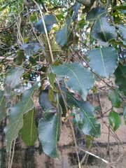 Metopium brownei