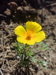 Eschscholzia lemmonii