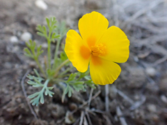Eschscholzia lemmonii