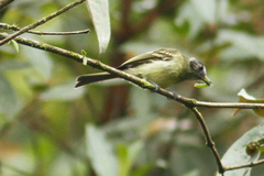 Leptopogon superciliaris