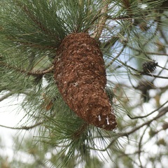 Cronartium conigenum