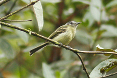 Leptopogon superciliaris