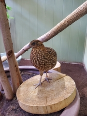 Tragopan temminckii