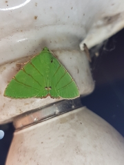 Eulepidotis viridissima