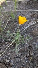 Eschscholzia lemmonii