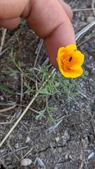 Eschscholzia lemmonii