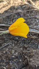 Eschscholzia lemmonii