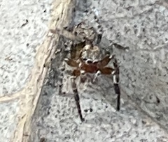 Mexigonus morosus