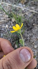 Deinandra pallida