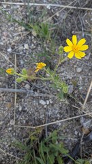 Deinandra pallida