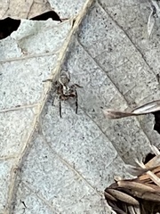 Mexigonus morosus
