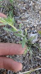 Deinandra pallida