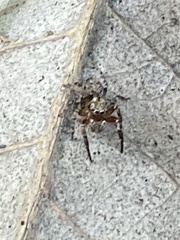 Mexigonus morosus