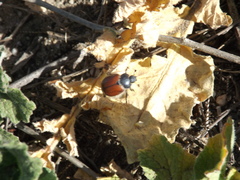Paracotalpa