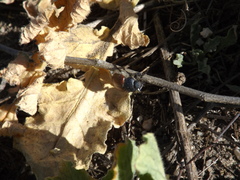 Paracotalpa