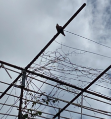 Patagioenas squamosa