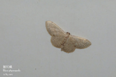 Idaea ptyonopoda