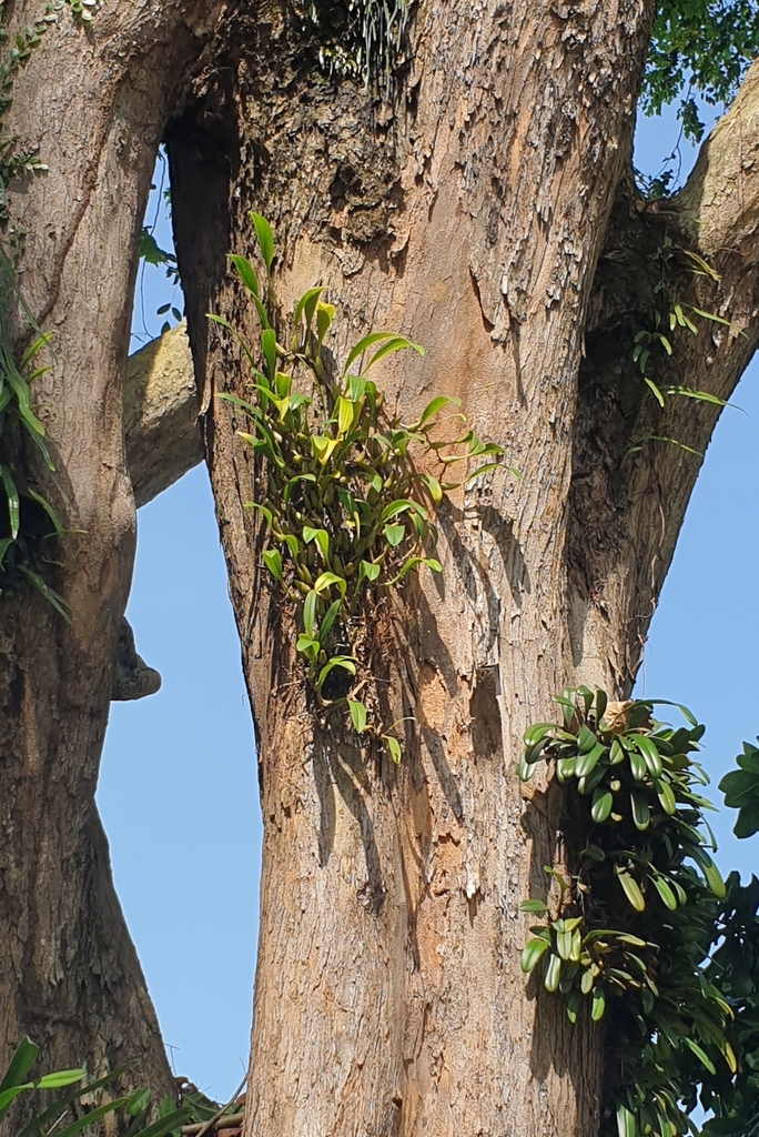 Bulbophyllum maxillare