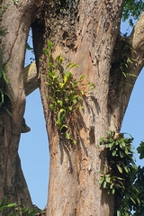 Bulbophyllum maxillare