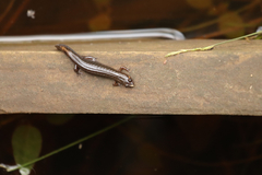 Desmognathus valtos