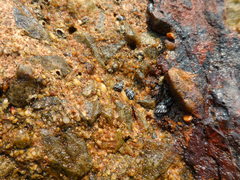 Echinolittorina modesta