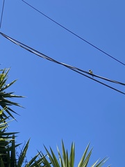 Spinus psaltria