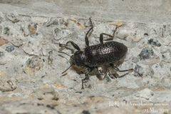 Derosphaerus sinensis