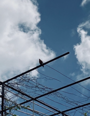 Patagioenas squamosa