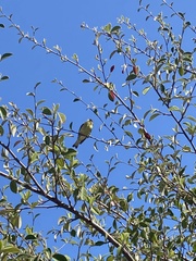 Spinus psaltria