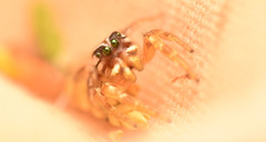 Pelegrina pervaga