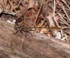 Phanogomphus minutus