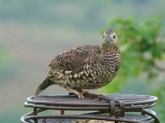 Crested Bobwhite photo 2