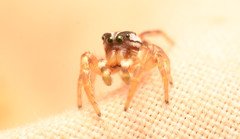 Pelegrina pervaga