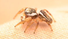 Pelegrina pervaga