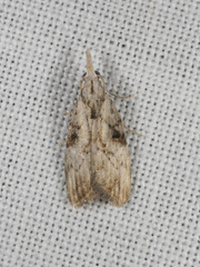 Nola biguttalis
