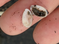 Ameritella agilis