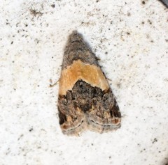 Tripudia balteata